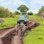 Исследуя чудеса Кении: вас ждут незабываемые приключения на сафари!